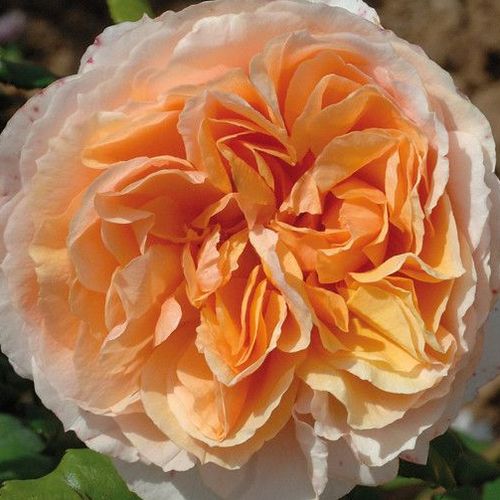 - - Rózsa - Kizuna - Online rózsa rendelés